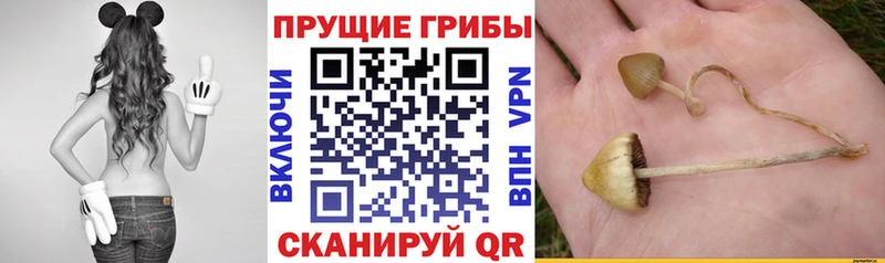 гидра онион  даркнет сайт  Гаврилов-Ям  Псилоцибиновые грибы Psilocybine cubensis 
